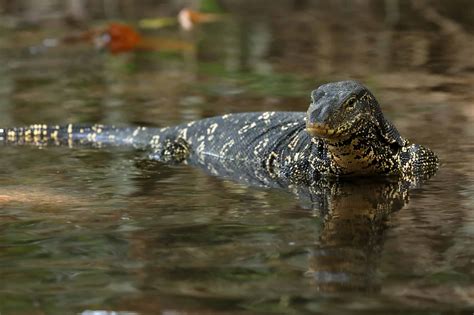 10 Asian Water Monitor Facts To Know