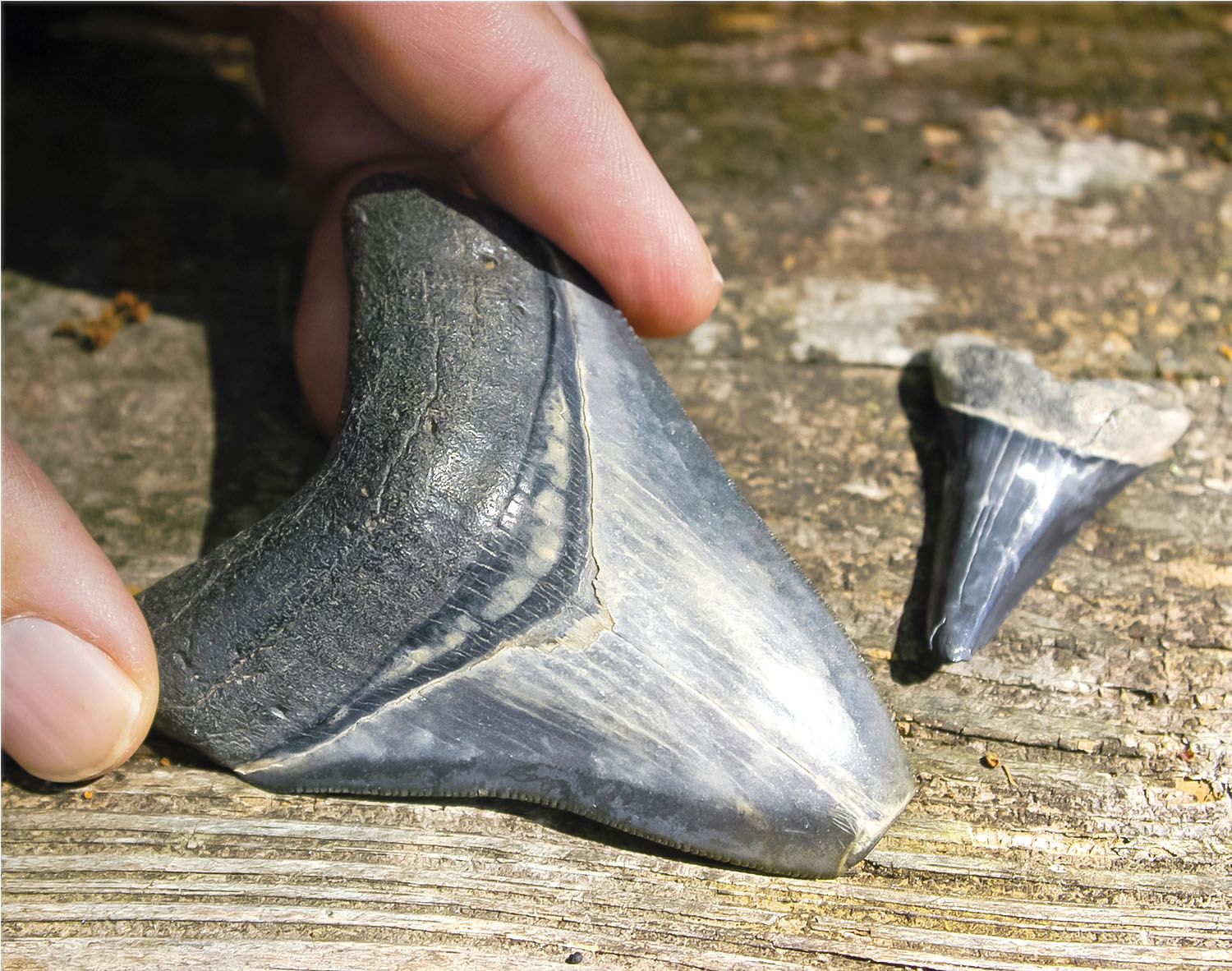 10+ Fossil Hunting Tips At Montbrook