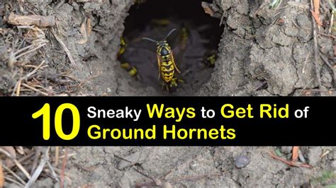 10+ Hornet's Nest Strategies To Survive