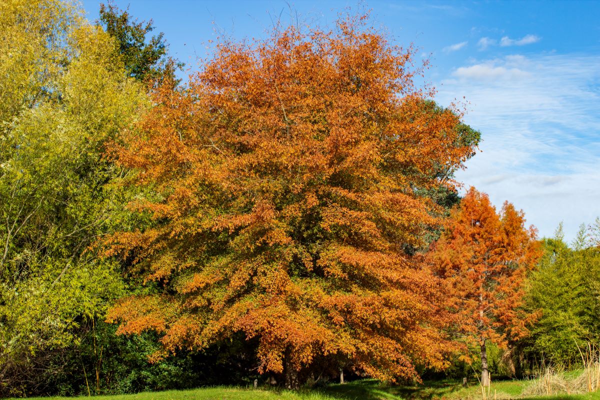 10 Oak Trees Tips For Healthy Growth