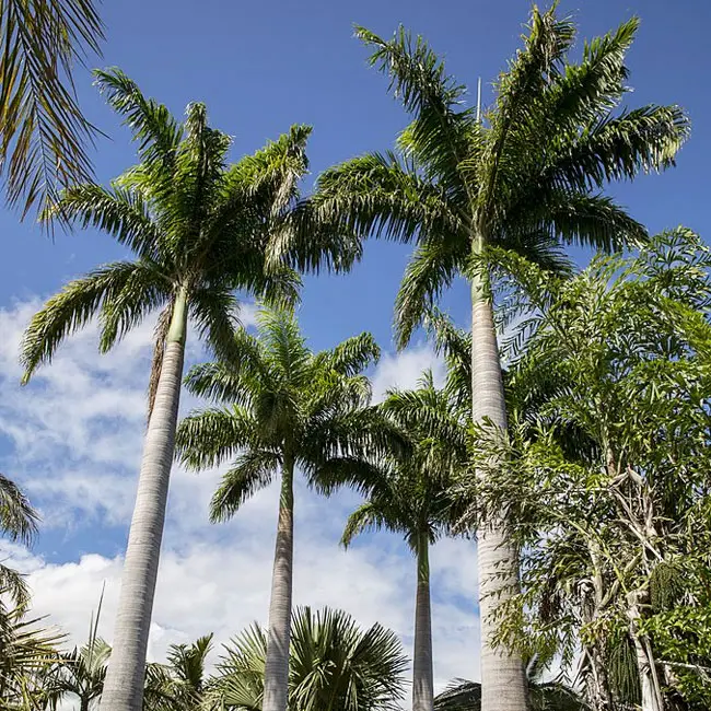 10 Royal Palm Trees Tips For Perfect Landscaping