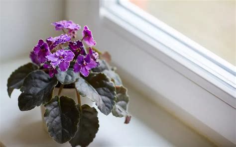 10+ Tips To Meet African Violet Lighting Needs Successfully