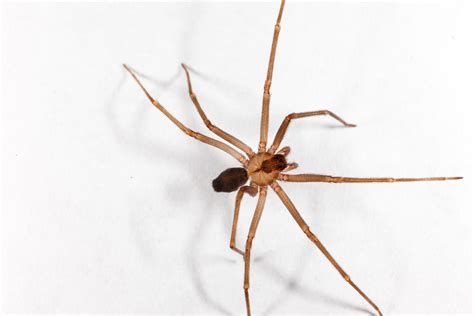 10+ Ways To Identify Florida's Huge Brown Spiders Safely