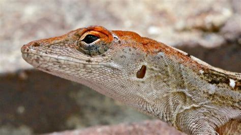 12 Brown Lizards Tips To Identify