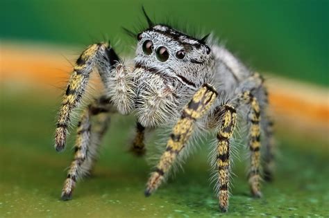 12+ Florida Jumping Spider Secrets Revealed