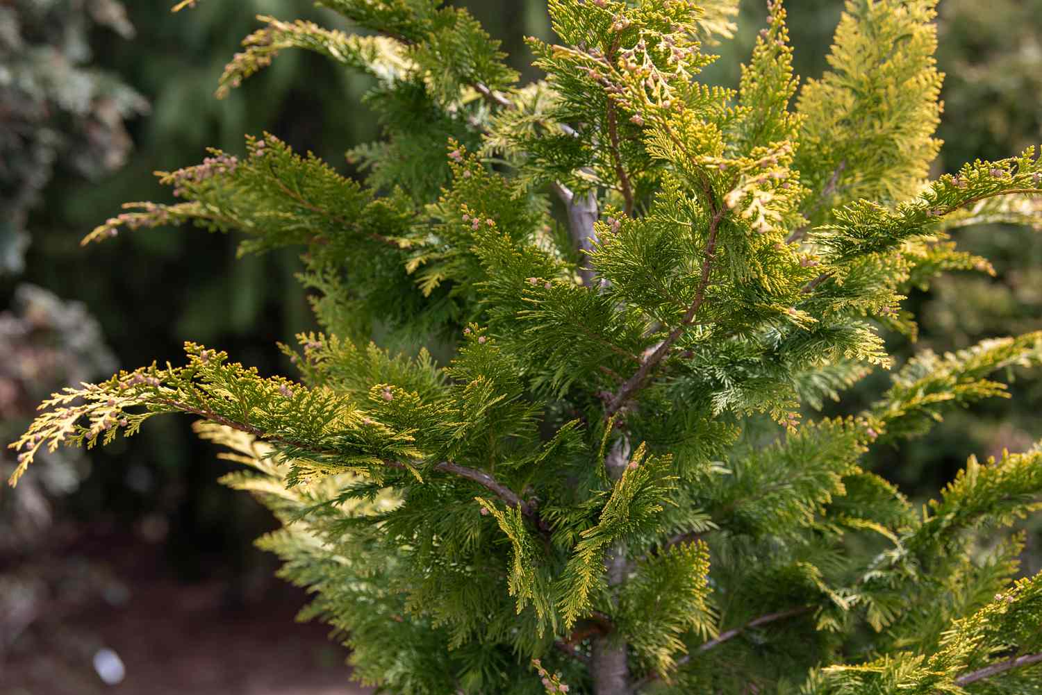 12 Nootka False Cypress Tips For Easy Growth - Campus SDH