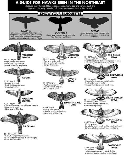 12+ Jet The Hawk Tips For Mastering Flight