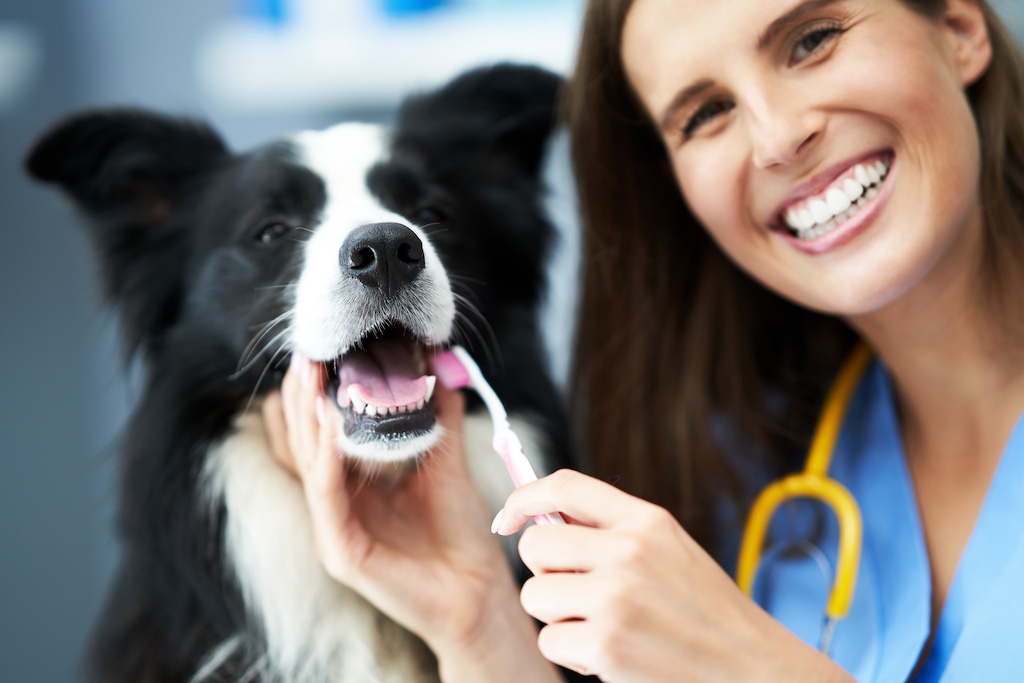 12+ Liberty Animal Clinic Secrets For Pet Owners