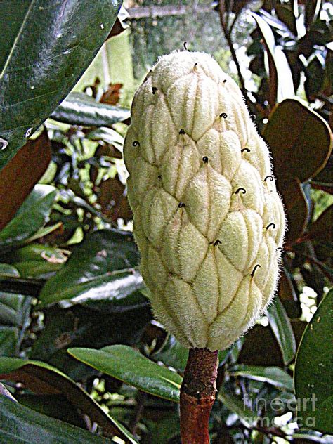 12+ Magnolia Cone Tips For Easy Removal