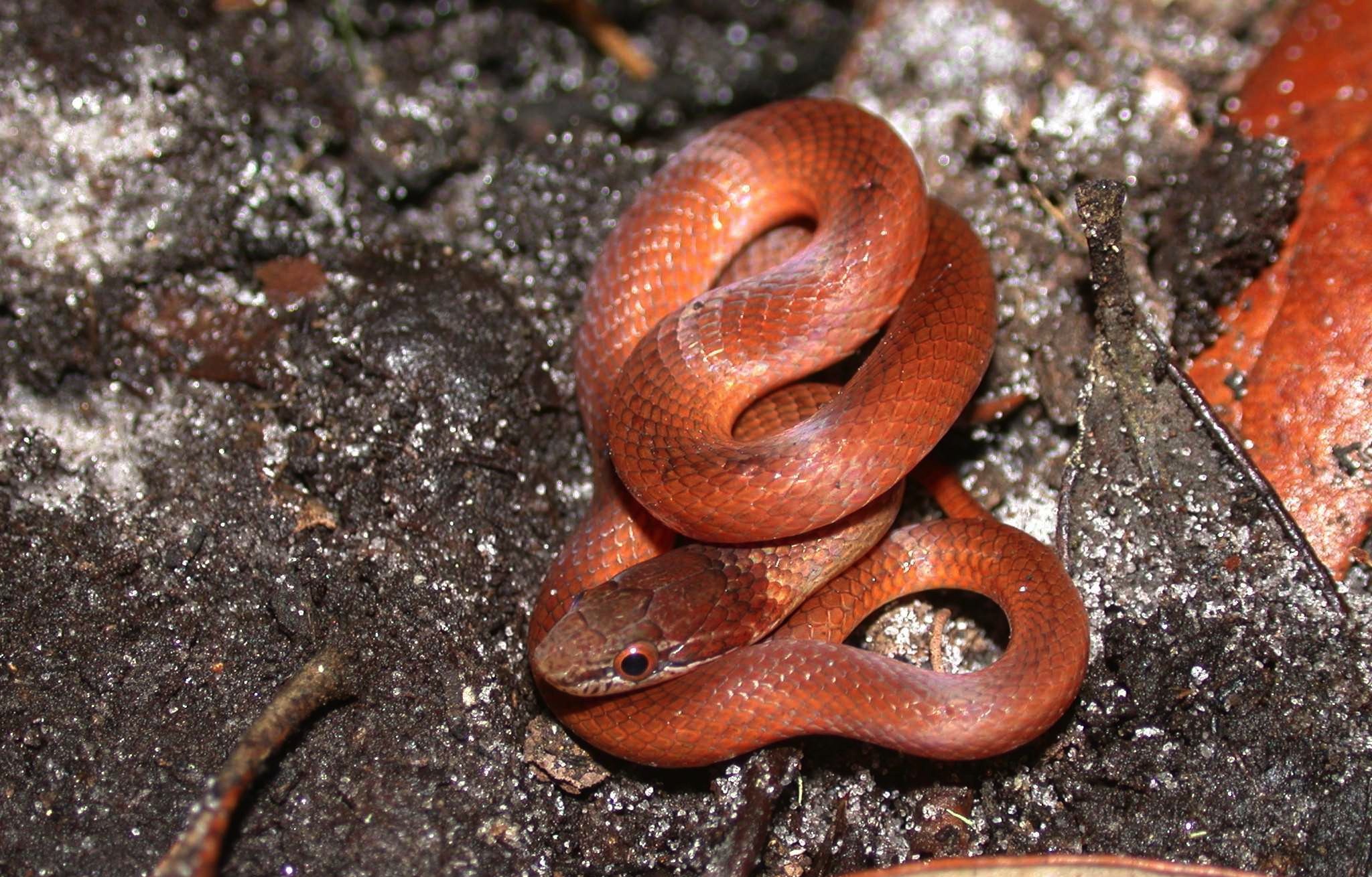 12 Pine Woods Snake Facts To Know