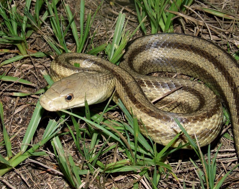 12 Rat Snakes Florida Facts For Safe Removal