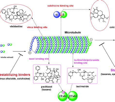 12 Tubulin Secrets For Better Oncovin Binding