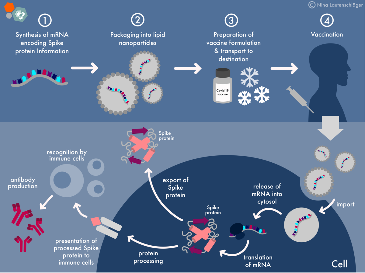 12 Yale Covid Vaccines Facts To Know