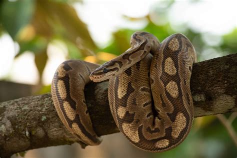 15+ Reasons Why P. Regius Is A Deadly Snake