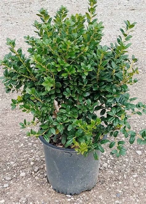 7 Dwarf Burford Holly Care Secrets For Success