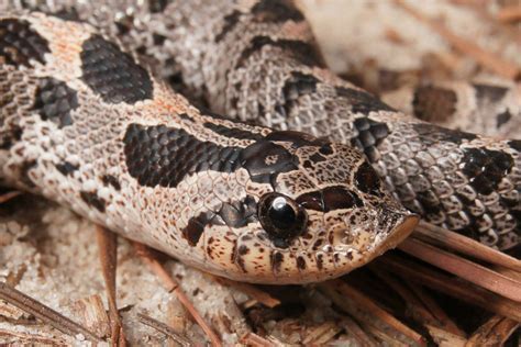 7 Southern Hognose Care Tips For A Healthy Pet