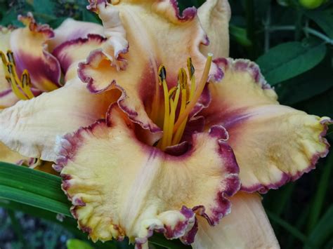 8 Things You Should Do In Your Daylily Garden Now A Girl And Her