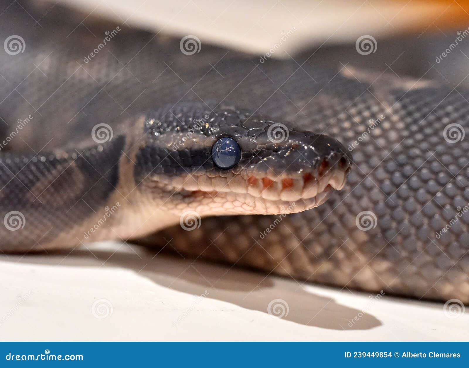 A Beautifu Python Regius Snake Stock Image Image Of Beautiful Spiral