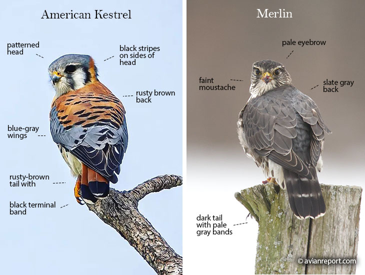 American Kestrel Vs Merlin Two Tiny Falcons Unmasked Avian Report