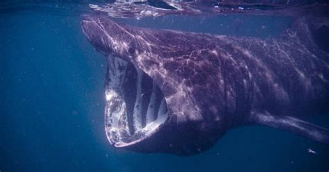 Are Basking Sharks Dangerous New Video Shows Them From Above