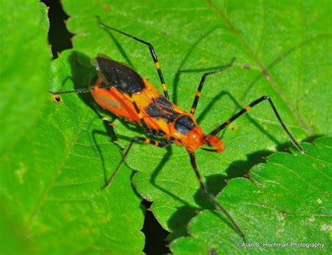 Assassin Bug Florida: Identifying And Controlling Pests