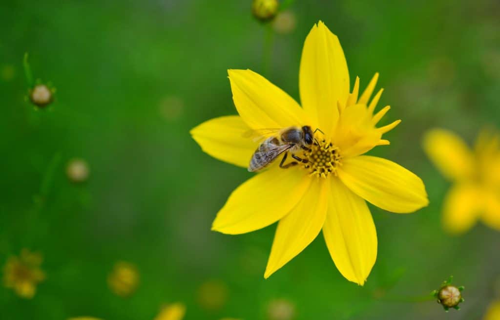 Attracting Pollinators To Key Limes: A Comprehensive Guide