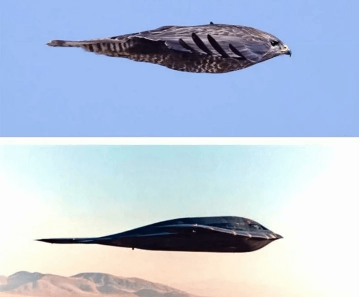 B2 Stealth Bomber Compared To Falcon R Damnthatsinteresting