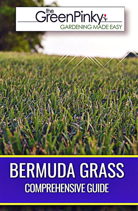 Bermuda Grass Guide: Thrive In Fl Climate