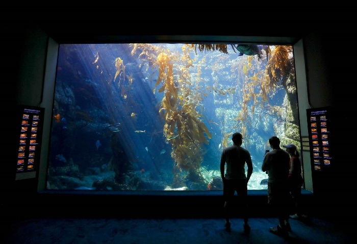 Birch Aquarium Tickets San Diego La Jolla Ca