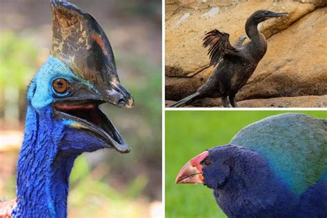 Birds Without Wings: Uncovering The Resilience Of Flightless Avian Species