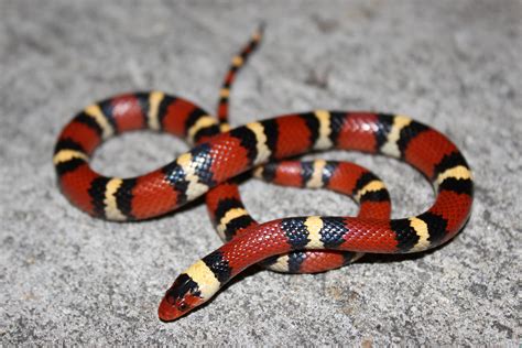 Black and Yellow Snake in Florida: A Guide Black and Yellow Snake in Florida: A Guide