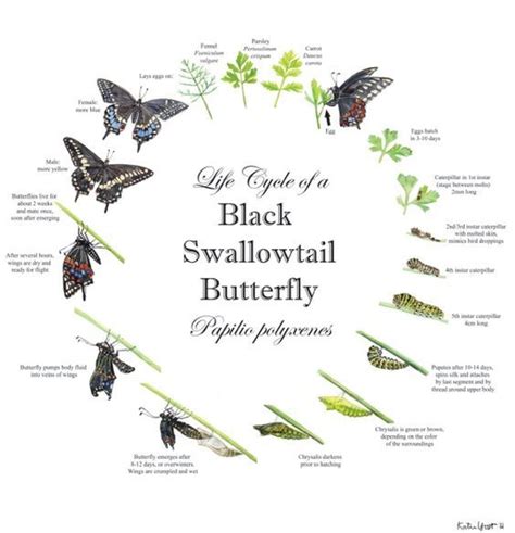 Black Swallowtail Butterfly Life Cycle Size Identification