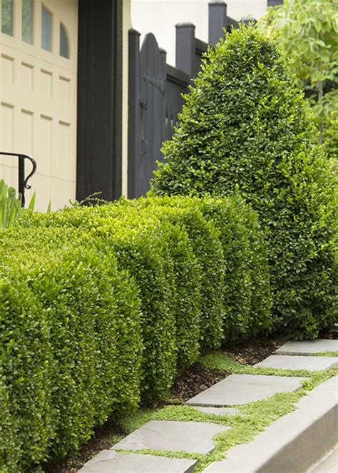 Boxwood Seasonal: Care Tips For Yearround Beauty