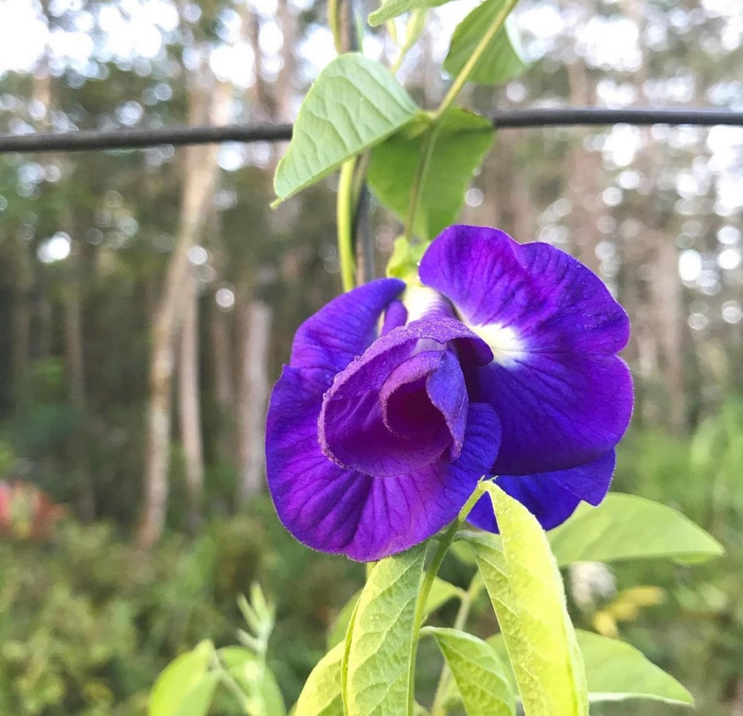 Butterfly Pea Flower Seeds