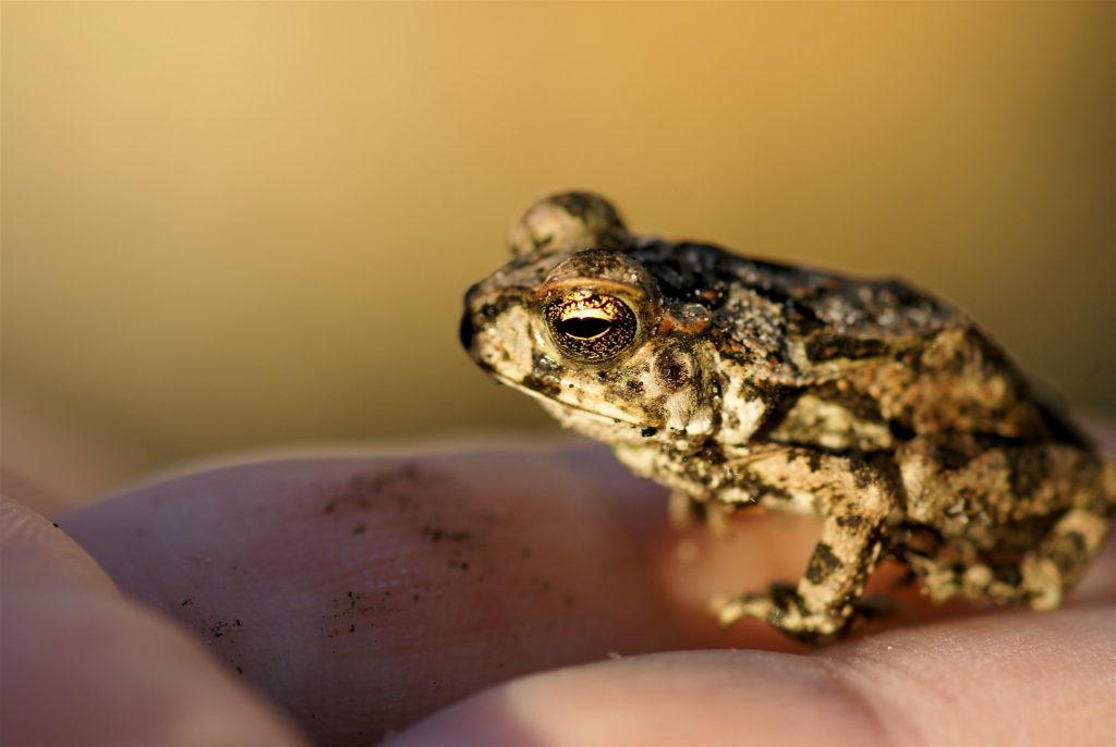 Cane Toads In Florida: A Guide To Managing Invasive Species