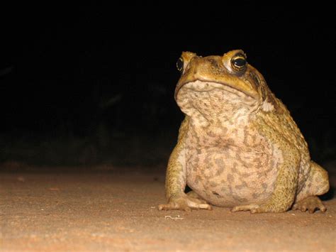 Cane Toads Introduced Australia S Defining Moments Digital Classroom