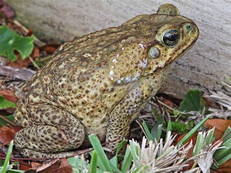 Cane Toads Invasive Species In Florida