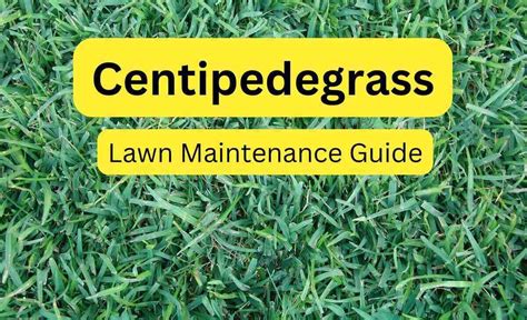 Centipedegrass Lawn Maintenance Guide