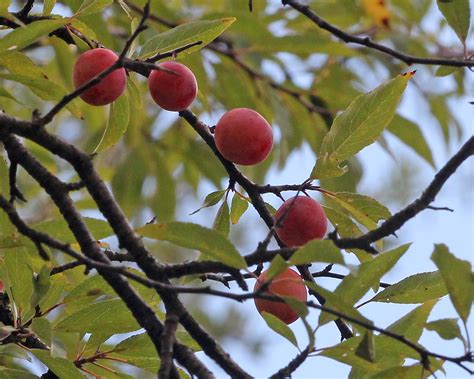 Chickasaw Plum Prunus Angustifolia Withlacoochee State F Flickr