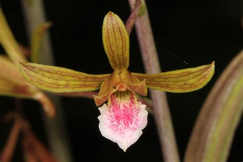 Chinese Crown Orchid Eulophia Graminea Dagny Johnson St Flickr