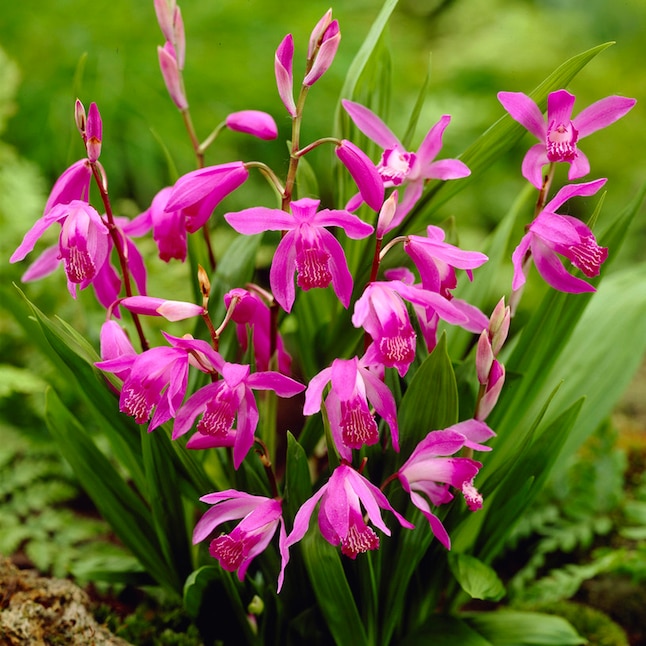 Chinese Ground Orchid Plant Bulbs At Lowes Com