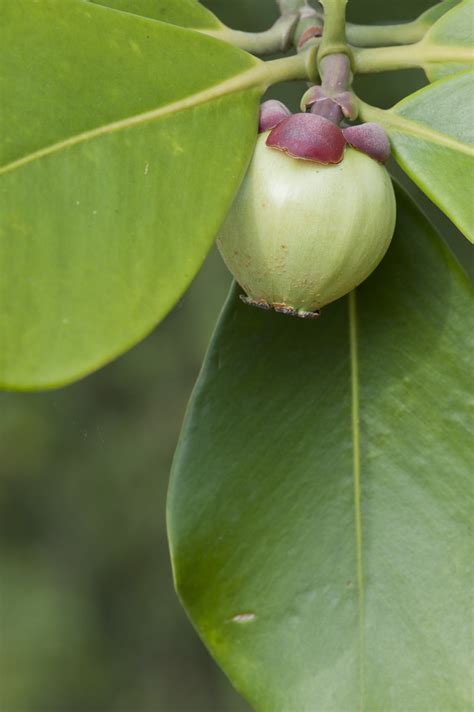 Clusia Rosea Pitch Apple Autograph Tree Cultivated Dov Flickr