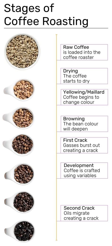 Coffee Roasting Stages