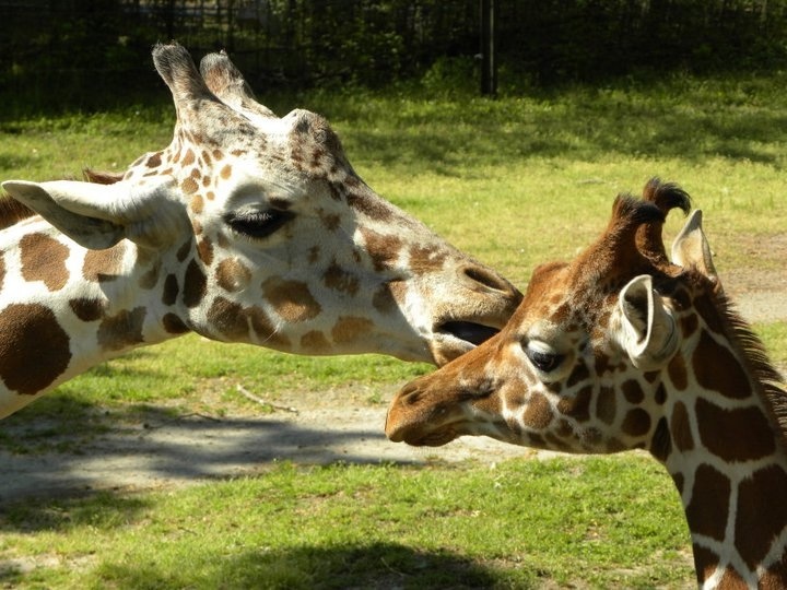 Columbia Zoo Tickets: Buy Online & Save