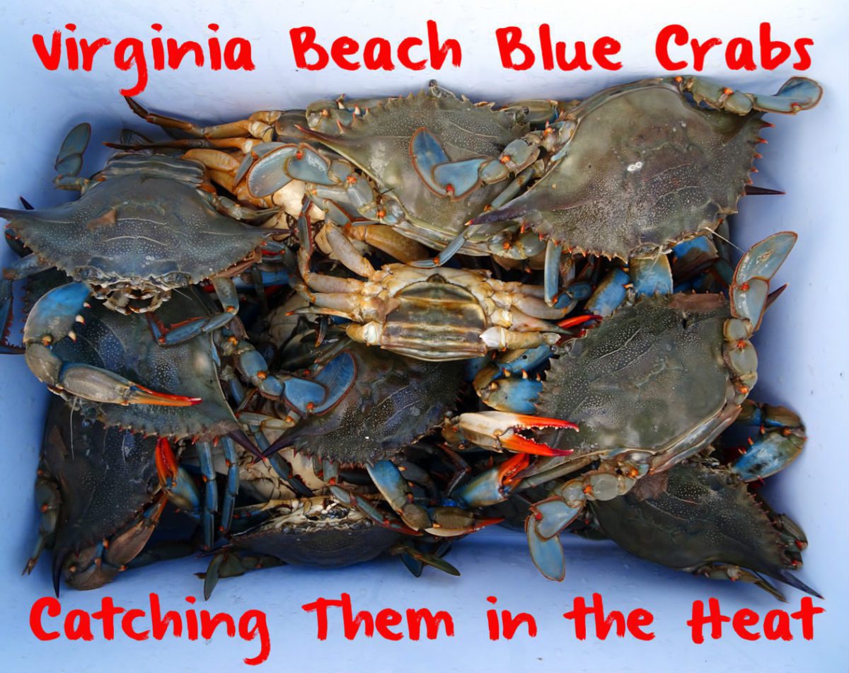 Crabs On Run: Catching Them Made Easy