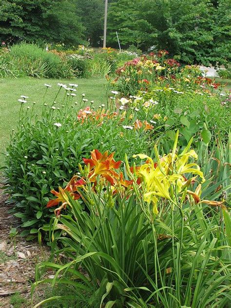 Daylilies In Perennial Border Perennial Bushes Full Sun Perennials