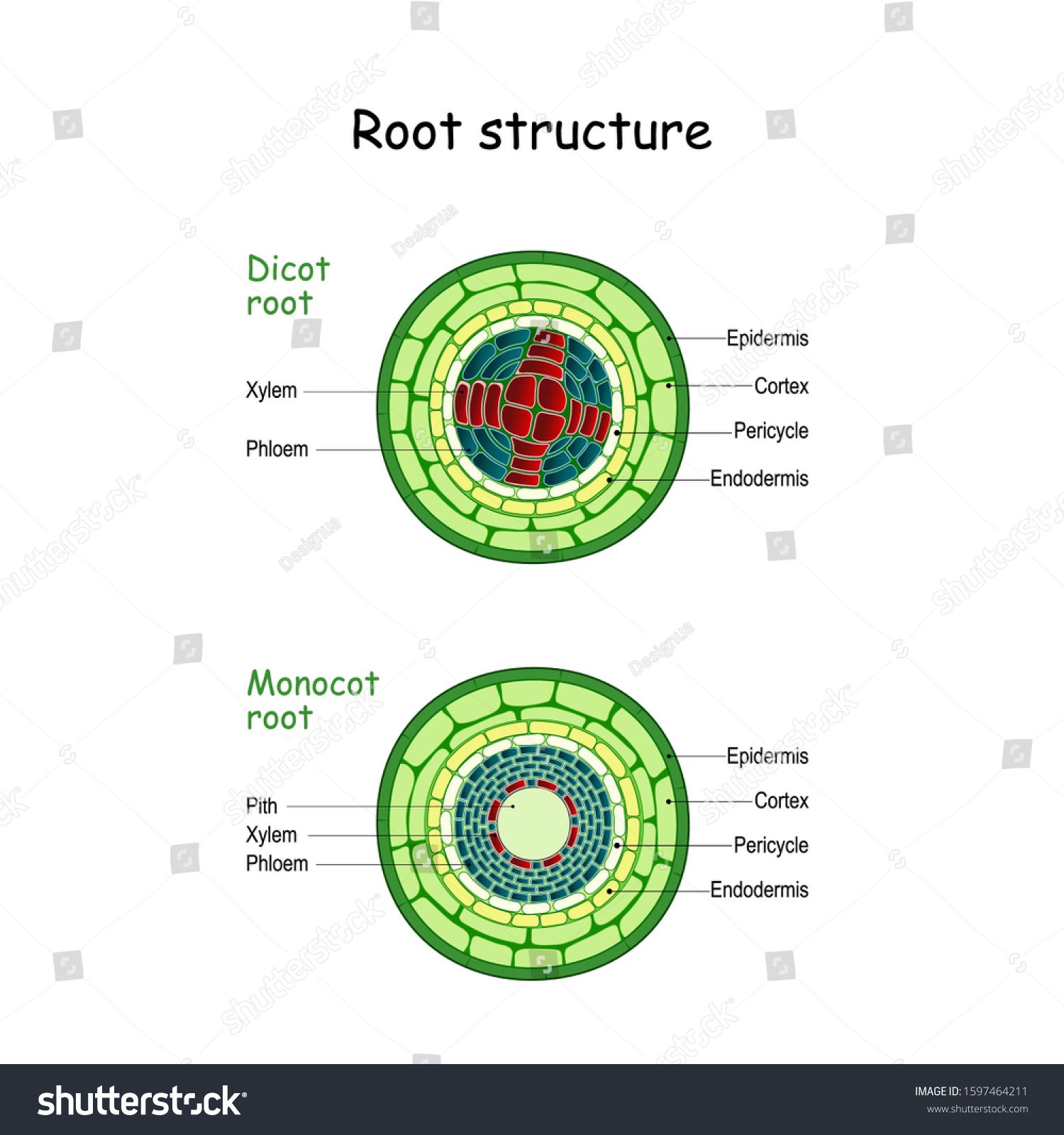 Diagram Of Root Structure Internal Structure Of Root Diagram