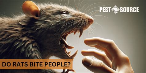 5 Ways Rats Attack People: What You Need to Know