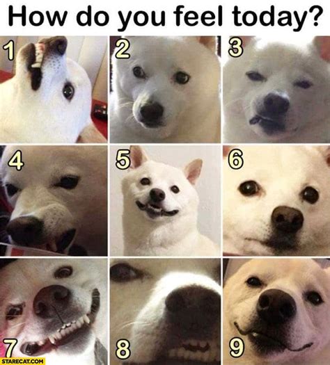 Dog Memes: Boost Your Mood Instantly