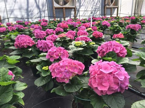 Early Spring Hydrangeas Are Still Available Alexander Hay Greenhouses